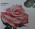 Rosenella rose photo