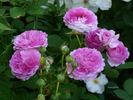 Nymphe Tepla rose photo