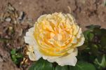 Bella di Todi ® rose photo