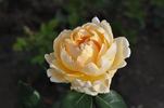 Bella di Todi ® rose photo