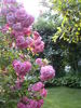 Fragezeichen rose photo