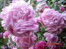 Fragezeichen rose photo