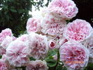 Uetersens Rosenprinzessin rose photo
