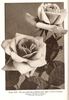 Mrs. Calvin Coolidge rose photo