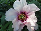 Ann Marie peony photo