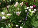 Inge's Rose rose photo