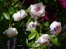 Inge's Rose rose photo