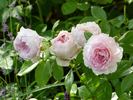 Inge's Rose rose photo