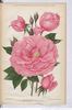 Mrs. Robert Garrett rose photo
