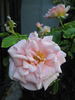 Mab Grimwade rose photo