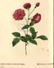 Bengale Animating rose photo
