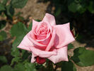 City of Hereford rose photo