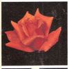 Chantré rose photo