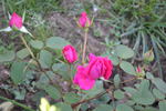 Wendy Cussons rose photo