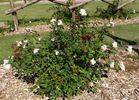 April Moon rose photo