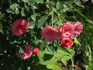 Cri-Cri rose photo