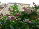 Emanuel ® rose photo