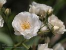 Neige d'Été rose photo