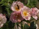 Neige d'Été rose photo