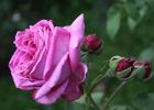 Madame Charles Baltet rose photo