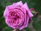Madame Charles Baltet rose photo