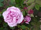 Madame Charles Baltet rose photo