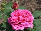 Madame Charles Baltet rose photo