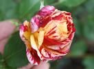Impression rose photo