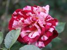 Impression rose photo