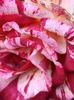 Impression rose photo