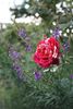 Impression rose photo