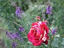 Impression rose photo