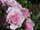 Gentle Maid rose photo