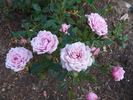 Gentle Maid rose photo