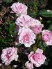 Gentle Maid rose photo