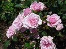 Gentle Maid rose photo