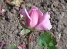 Music Maker rose photo