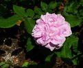 Souvenir de McKinley rose photo