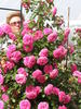 Maritim rose photo