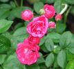 Verdun rose photo