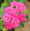 Verdun rose photo