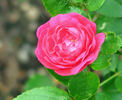 Verdun rose photo