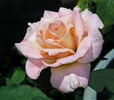 Strawberry Romance rose photo