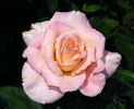 Strawberry Romance rose photo