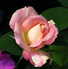 Strawberry Romance rose photo