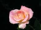 Strawberry Romance rose photo