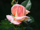 Strawberry Romance rose photo