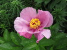 May Lilac peony photo