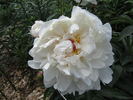 Denise peony photo