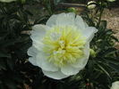 Honey Gold peony photo